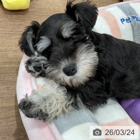 ミニチュア・シュナウザーの写真