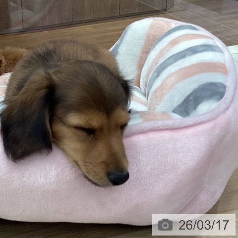 ミニチュア・ダックスフンドの写真