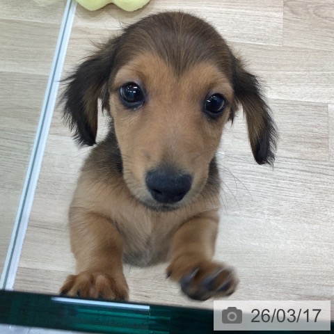 ミニチュア・ダックスフンドの写真