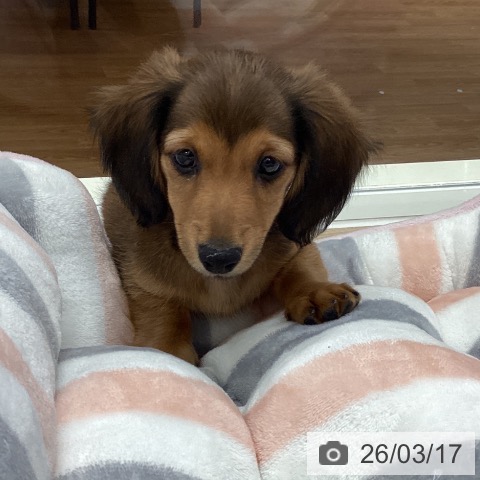 ミニチュア・ダックスフンドの写真