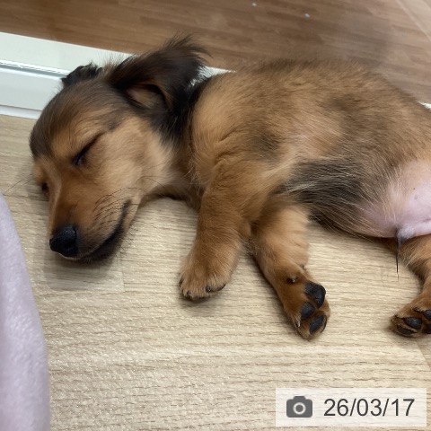 ミニチュア・ダックスフンドの写真