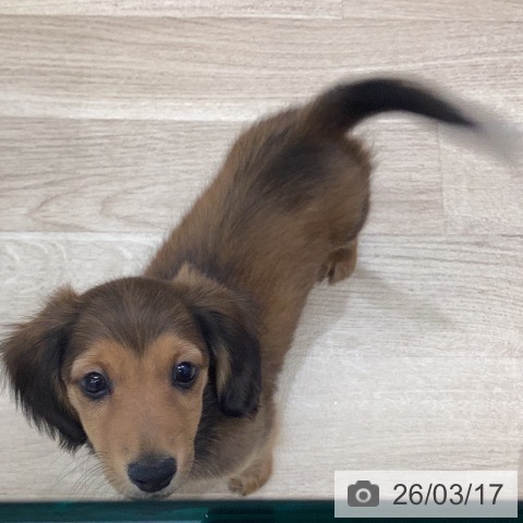 ミニチュア・ダックスフンドの写真