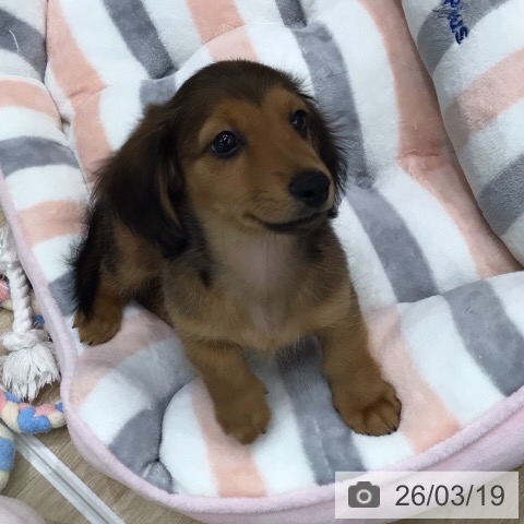 岐阜県のミニチュアダックスフンド(ロング) (ペットプラス 光ケ丘店/2026年1月13日生まれ/男の子/レッド)の子犬の4枚目の画像