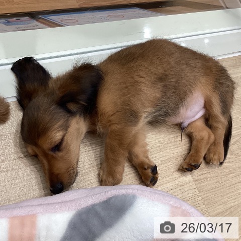 ミニチュア・ダックスフンドの写真