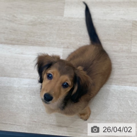 岐阜県のミニチュアダックスフンド(ロング) (ペットプラス 光ケ丘店/2026年1月13日生まれ/男の子/レッド)の子犬の4枚目の画像