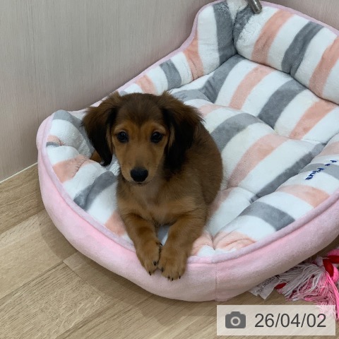 岐阜県のミニチュアダックスフンド(ロング) (ペットプラス 光ケ丘店/2026年1月13日生まれ/男の子/レッド)の子犬の3枚目の画像