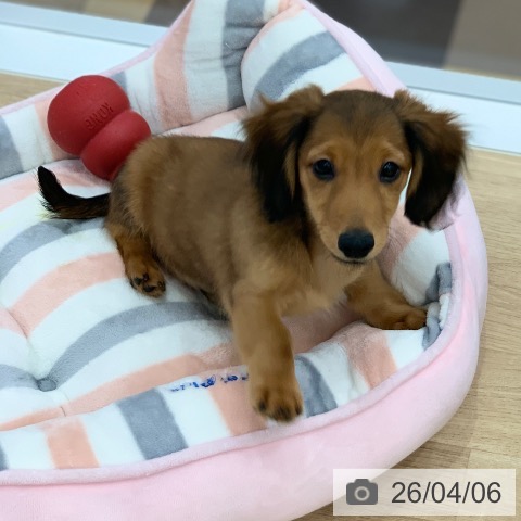 岐阜県のミニチュアダックスフンド(ロング) (ペットプラス 光ケ丘店/2026年1月13日生まれ/男の子/レッド)の子犬の3枚目の画像