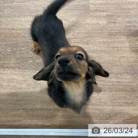 愛知県のミニチュアダックスフンド(ロング) (ペッツワン 東海店/2026年1月13日生まれ/女の子/レッド)の子犬の4枚目の画像