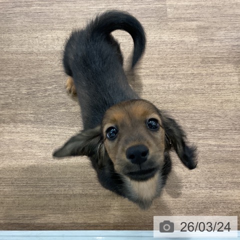 愛知県のミニチュアダックスフンド(ロング) (ペッツワン 東海店/2026年1月13日生まれ/女の子/レッド)の子犬の3枚目の画像