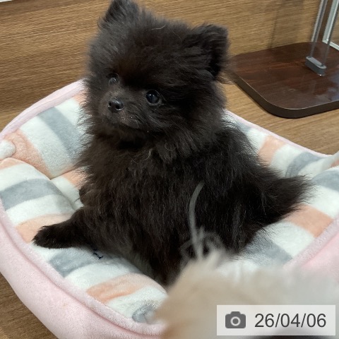ポメラニアンの写真