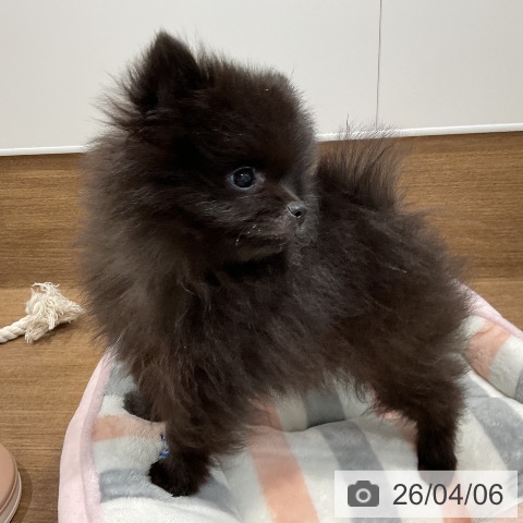 ポメラニアンの写真