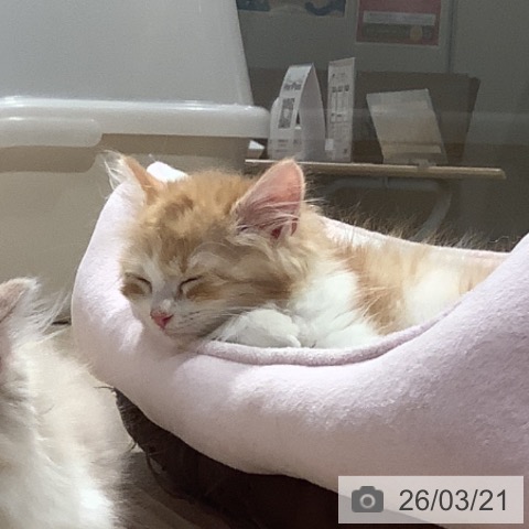 サイベリアンの写真