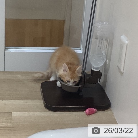 サイベリアンの写真