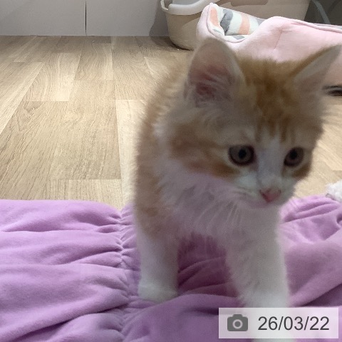 サイベリアンの写真