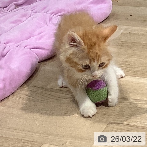 サイベリアンの写真