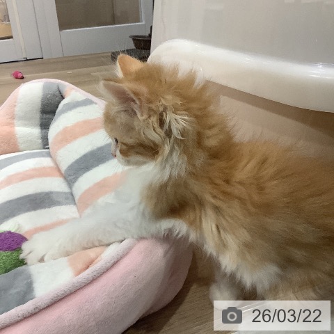 サイベリアンの写真