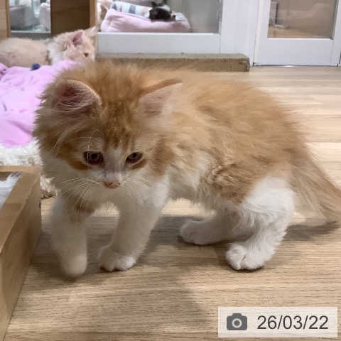 サイベリアンの写真