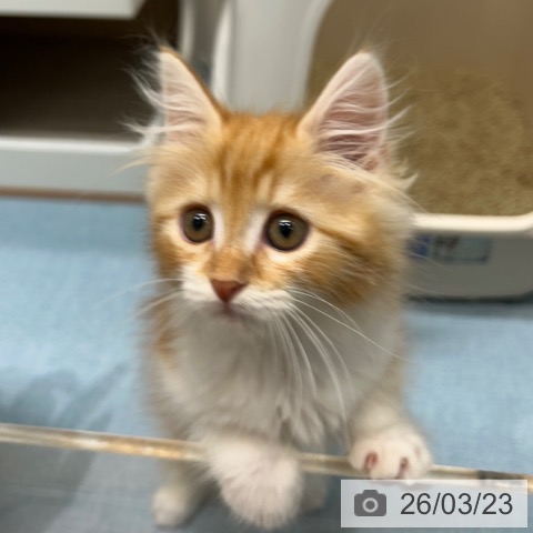 長崎県のサイベリアン (ペットプラス 長崎店/2026年1月13日生まれ/男の子/レッドタビーホワイト)の子猫の4枚目の画像