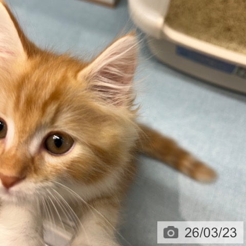 長崎県のサイベリアン (ペットプラス 長崎店/2026年1月13日生まれ/男の子/レッドタビーホワイト)の子猫の3枚目の画像