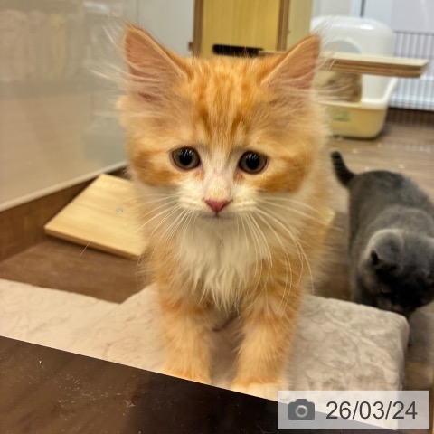 サイベリアンの写真