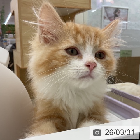 愛知県のサイベリアン (ペットプラス みなと店/2026年1月13日生まれ/男の子/レッドタビーホワイト)の子猫の4枚目の画像