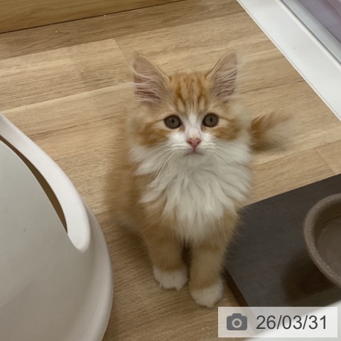 愛知県のサイベリアン (ペットプラス みなと店/2026年1月13日生まれ/男の子/レッドタビーホワイト)の子猫の3枚目の画像