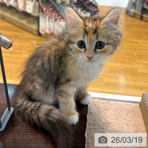 サイベリアンの写真