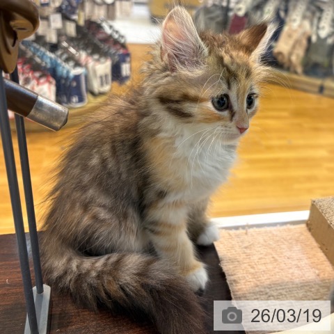 サイベリアンの写真