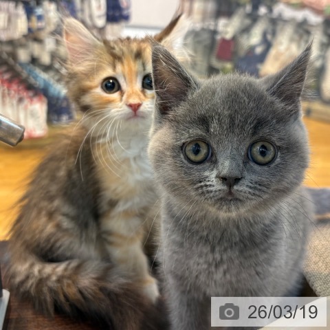 サイベリアンの写真