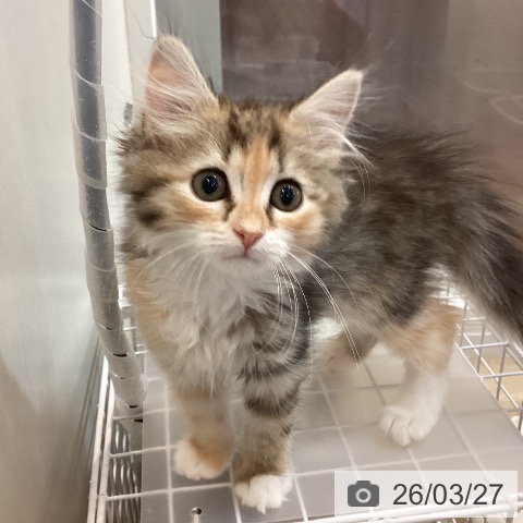 京都府のサイベリアン (ペットプラス イオンモールKYOTO店/2026年1月13日生まれ/女の子/ブラウンパッチドタビーホワイト)の子猫の3枚目の画像