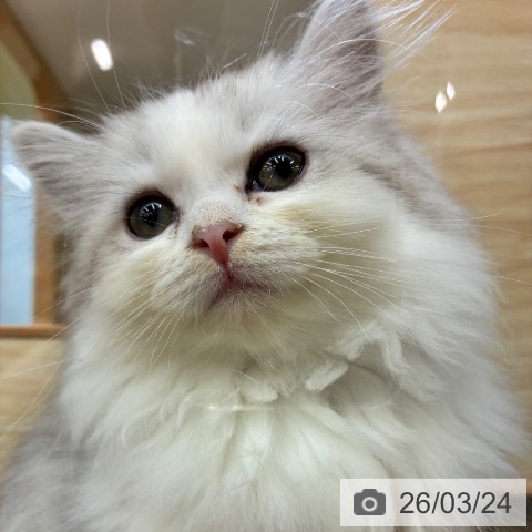 サイベリアンの写真