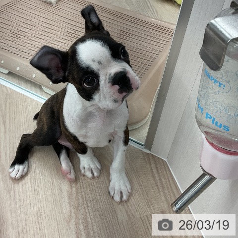 ボストン・テリアの写真