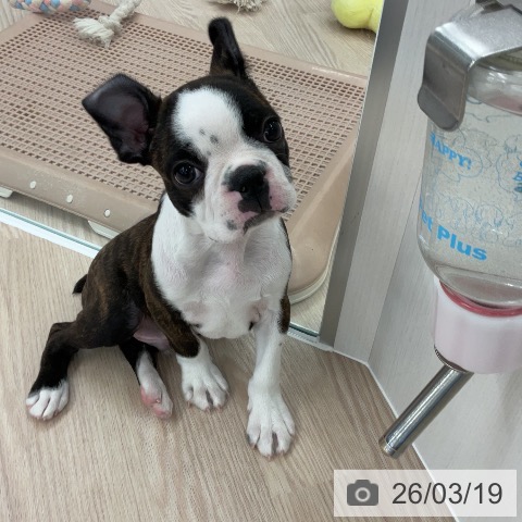 ボストン・テリアの写真