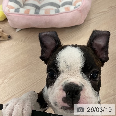 ボストン・テリアの写真