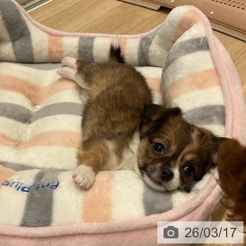 三重県のチワワ(ロング) (ペットプラス 鈴鹿店/2026年1月15日生まれ/女の子/レッドホワイト)の子犬の4枚目の画像