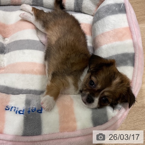 三重県のチワワ(ロング) (ペットプラス 鈴鹿店/2026年1月15日生まれ/女の子/レッドホワイト)の子犬の3枚目の画像