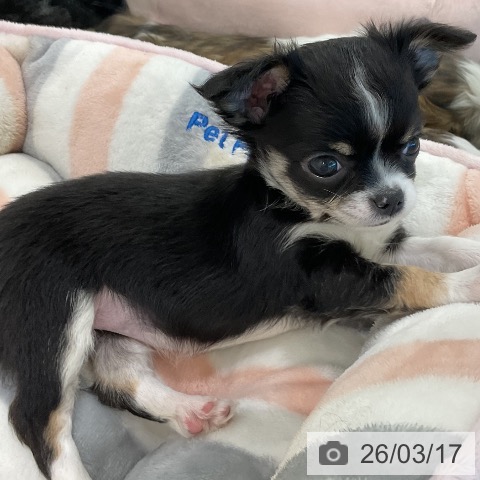 愛知県のチワワ(ロング) (ペットプラス 熱田店/2026年1月15日生まれ/女の子/ブラックタンホワイト)の子犬の3枚目の画像