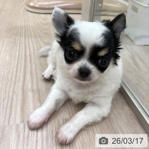 東京都のチワワ(ロング) (ペットプラス 多摩平の森店/2026年1月13日生まれ/男の子/ホワイトブラックタン)の子犬の4枚目の画像