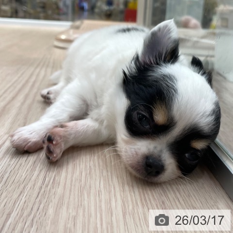 東京都のチワワ(ロング) (ペットプラス 多摩平の森店/2026年1月13日生まれ/男の子/ホワイトブラックタン)の子犬の3枚目の画像