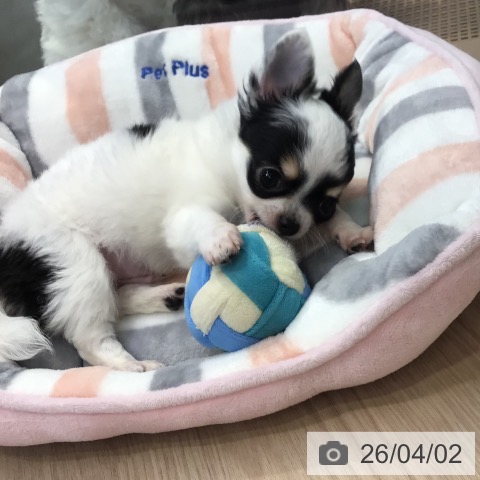 東京都のチワワ(ロング) (ペットプラス 多摩平の森店/2026年1月13日生まれ/男の子/ホワイトブラックタン)の子犬の3枚目の画像