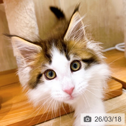 メインクーンの写真