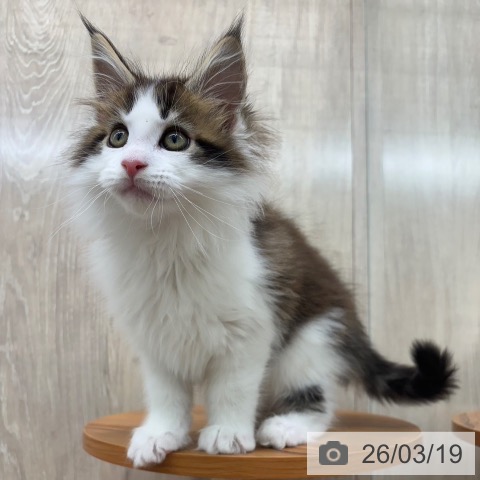 メインクーンの写真