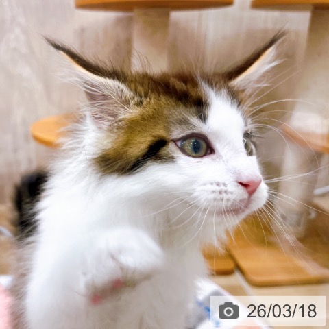 メインクーンの写真