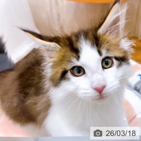 メインクーンの写真