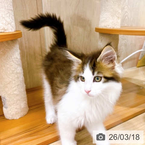 メインクーンの写真