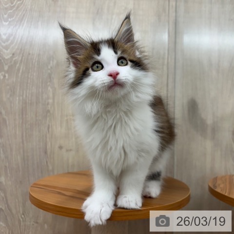 メインクーンの写真