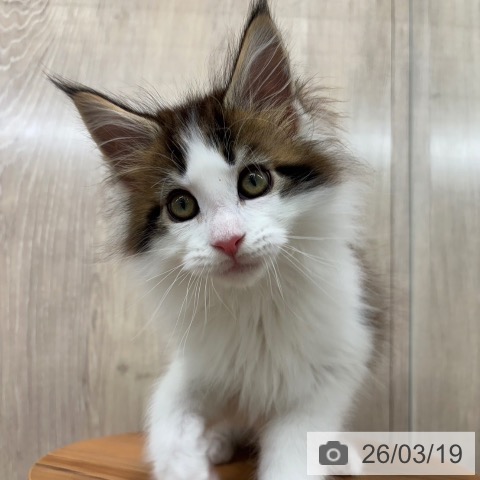 メインクーンの写真