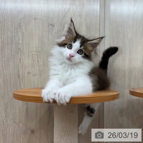 メインクーンの写真