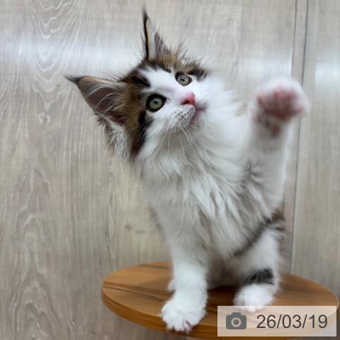 メインクーンの写真