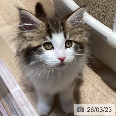 メインクーンの写真